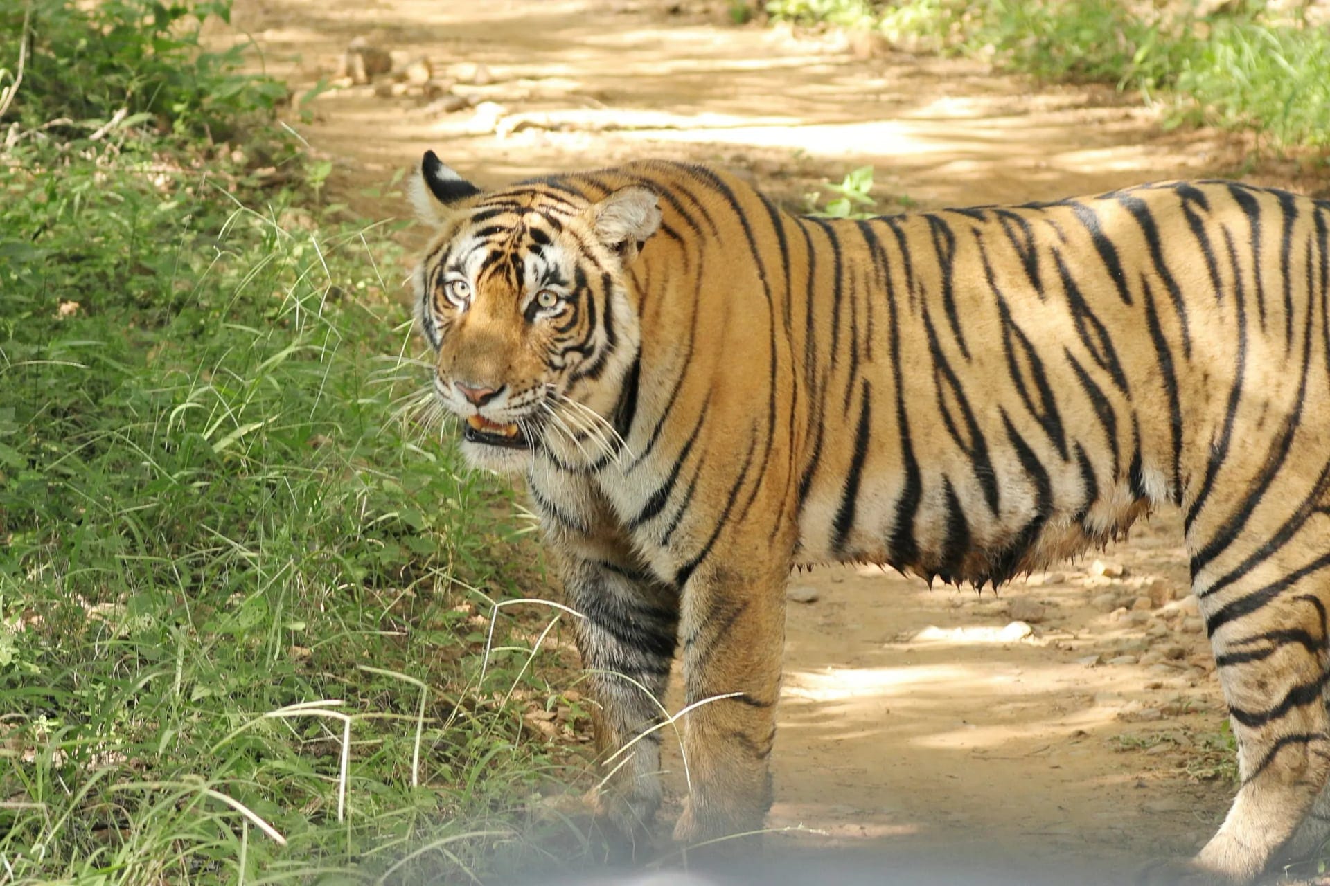 Jeep safari at Ranthambore National Park near Sawai Madhopur