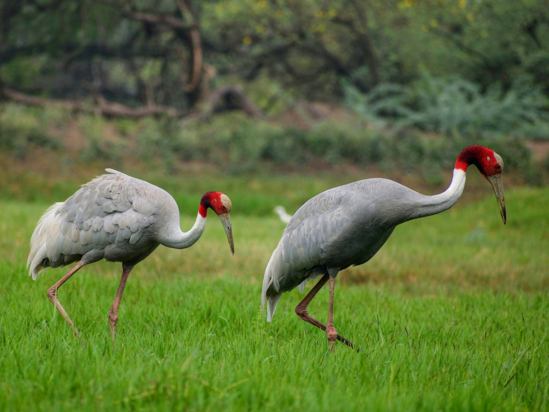 Bharatpur — Palace on Wheels destination