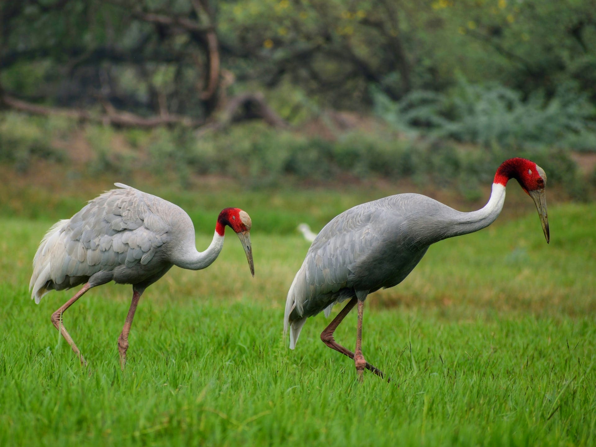 Sarus cranes at Keoladeo National Park in Bharatpur
